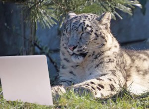 snow leopard in front of laptop