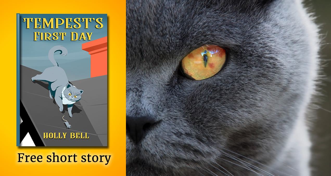 Text free short story, Tempest's first day and photo of half the face of grey cat