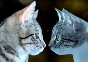 Two cats nose to nose - the writers dilemma