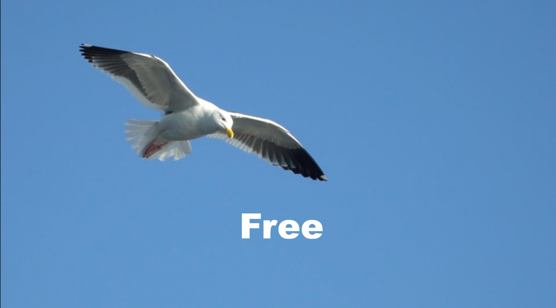 Bird in blue sky with text in white: Free. Link image to video for free days for Amanda Cadabra Book 1