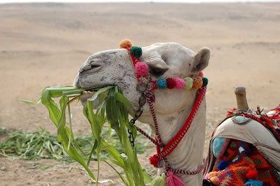 Camel eating greenery in the desert