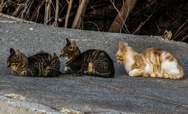 Three cats sitting one behind the other. Two tabbies and a gingers and white striped cat at the back