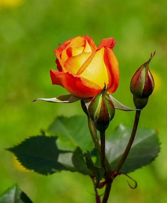 orange rose with deeper orange edges to say thank you