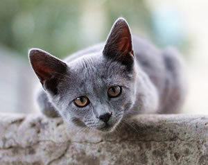 Grey cat leaning forward over wall with questioning look on its face: what?