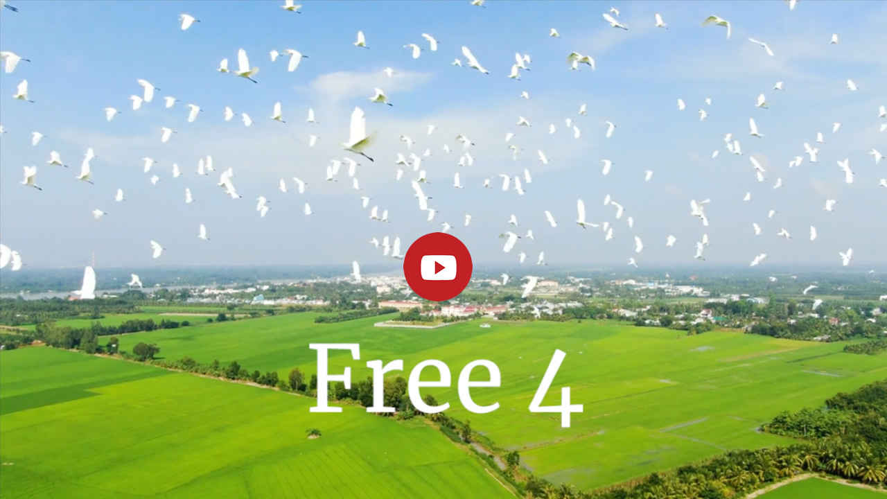 A flock of white birds against a blue sky with green fields below. Text: Free 4. Link image to video about 4 free days 12 - 15 Dec 2021 for Amanda Cadabra and The Hidey-Hole Truth