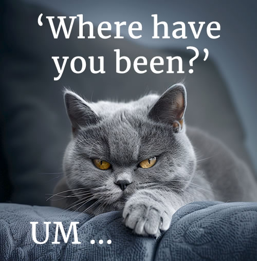 Grumpy British Blue cat looking over sofa back. Text: 'Where have you been?' UM ...