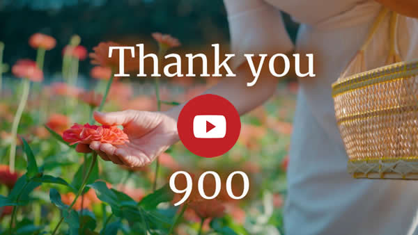 Womans hand gently holding a red flower in a field. Text Thank you. Click for Thank you 900 video
